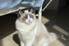 猫咪之美——揭秘为何猫咪如此迷人（探寻猫咪魅力背后的秘密，为什么它们如此吸引人？）