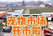 山东狗市（探索山东狗市的现状、发展和挑战）