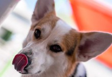 如何合理饲养老龄柯基犬（老龄犬的饮食需求和注意事项，以宠物为主的健康饮食计划）