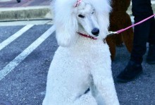 贵宾犬的标准体重及超重问题（了解贵宾犬的健康体重，避免超重引发的健康问题）