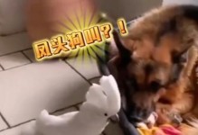 治疗抑郁症的狗狗伴侣（探讨以狗作为治疗抑郁症的一种有效方法）