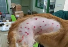掉毛不严重的狗狗种类（选择宠物时的关键）