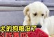 金毛为什么不挑食？（探究金毛狗独特的饮食习惯及原因）