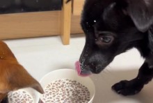 小猫的趣事——天真可爱的小生物（探索小猫世界的奇妙冒险）