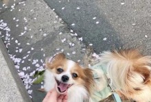 珍稀的“蝴蝶犬”为何鲜有人养？（探寻“蝴蝶犬”饲养的难题与解决方案）