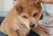 狗狗第三针疫苗接种后何时可以出门？（了解狗狗疫苗接种的时间安排和注意事项，保护狗狗健康成长）