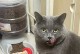 猫咪最爱的活动玩具（揭秘猫咪对活动玩具的独特喜爱之道）
