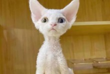 探访中国正规猫舍（中国正规猫舍的魅力与特色，一窥猫咪们的奢华天地）