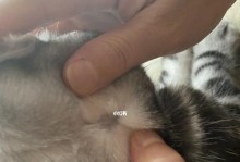 猫咪耳朵毛剪掉有事吗？（剪除猫咪耳朵毛的安全性和正确方法）