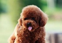 泰迪犬的体味问题揭秘（从宠物健康、洗澡频率、犬种特点等角度分析体味成因）