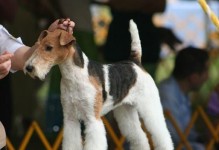 如何为刚毛猎狐梗幼犬洗澡（宠物美容的必修课，掌握正确的洗澡方法让狗狗更健康）