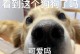 哈尔滨养狗需要办狗证的相关规定（了解哈尔滨市对养狗的管理要求，合规饲养宠物犬）