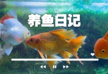 金鱼养护秘籍（金鱼水更换频率及注意事项）