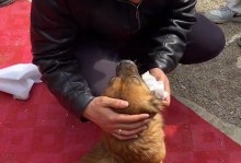 小狗为什么会抽泣？（探寻小狗抽泣的原因与解决方法）