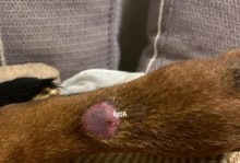 如何用红霉素治疗狗狗脚丫烂了？（有效的宠物护理方法，预防和治疗狗狗脚丫感染）