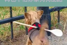 狗狗突然在屋子里“乱窜”原因揭秘（探究狗狗在房间里突然跑来跑去的原因，为您的宠物提供更好的照顾）