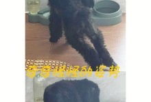 如何以适当的饮食喂养幼犬以促进健康成长（以肉类为主要食物来源的幼犬饮食方法）