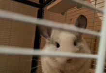 龙猫与老鼠的相似之处（为什么龙猫长得像老鼠？）