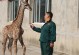 惠比特幼犬的饮食需求及喂养方法（断奶前后的喂养指南及适宜食品选择）