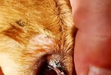 狗狗肚子有蛔虫的症状（揭秘狗狗肚子有蛔虫的表现及治疗方法）