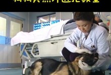 一只可爱的母狗生下幼崽后悲剧离世（以无尽的爱和牺牲为代价的母爱）