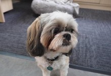 约克夏犬的常见不舒服症状（了解约克夏犬的健康问题，关爱你的小伙伴）