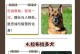 养边境牧羊犬的禁忌与注意事项（关爱你的牧羊伙伴，避免犯下这几大错误）