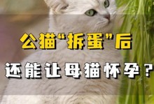 猫咪怀孕后的饮食安排（怀孕期间宠物饮食注意事项，猫咪孕期该吃什么？）