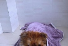如何解决松狮犬的挑食问题？（探究松狮犬挑食的原因与对策）
