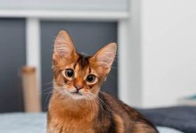 选择适合家庭养宠的猫种（探寻适合家庭养宠的猫种类，为您提供最佳选择）