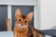 选择适合家庭养宠的猫种（探寻适合家庭养宠的猫种类，为您提供最佳选择）