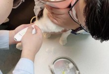 公猫绝育手术（了解公猫恢复时间，宠物主人必读！）