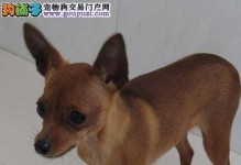 饲养小鹿犬的全攻略（以宠物为主，让你的小鹿犬健康成长）