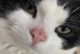 猫咪为什么会有黑鼻子？（探寻猫咪鼻子黑色的原因及其功能）