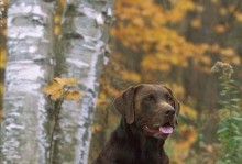 拉布拉多是否属于大型犬？（揭开拉布拉多犬体型之谜）