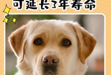 狗狗健康养护时间表（如何科学、全面、贴心地照顾你的狗狗？）