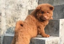 狗狗也能有红色的毛发？（探究狗狗毛发颜色变异与特殊品种）