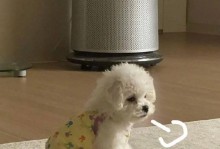 狗叹气（与主人沟通的关键）