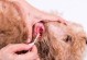 宠物狗的耳道护理不容忽视（保持耳道干燥是关键）