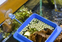 如何应对鱼缸中鱼食喂多的问题？（措施与补救方法，让你的鱼儿健康成长）