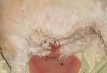 狗狗生理期的注意事项（了解、护理和健康）