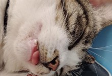猫咪换牙期的饮食选择（猫咪牙齿更替期所需营养与食物推荐）
