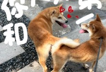狗狗交配后合适的洗澡时间（掌握适当的洗澡时机，保持狗狗健康）