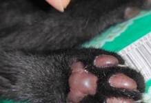 猫脚底肉垫的作用及形成原因（探究猫脚底肉垫的结构和功能，揭示形成原因）