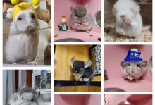 银斑龙猫翻毛周期及相关问题解析（探索银斑龙猫的翻毛周期及如何照顾他们的皮肤）