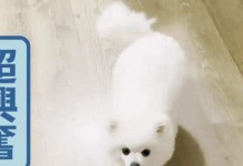 如何判断你家博美犬变老了没有？（15个指标帮你了解博美犬的年龄）