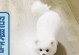 如何判断你家博美犬变老了没有？（15个指标帮你了解博美犬的年龄）