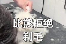 比熊剪毛频率有多久合适？（理解比熊的毛发生长周期以及最佳剪毛时间）