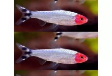 红鼻剪刀的饲养方法（打造健康快乐的红鼻剪刀宠物生活）