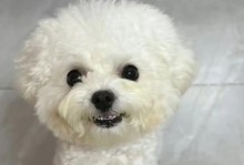 狗狗慢性肾衰竭的症状及预防措施（深入了解狗狗慢性肾衰竭的常见症状和如何保护它们的健康）